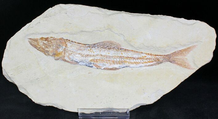 Viper Fish (Prionolepis) Fossil - Lebanon #22106